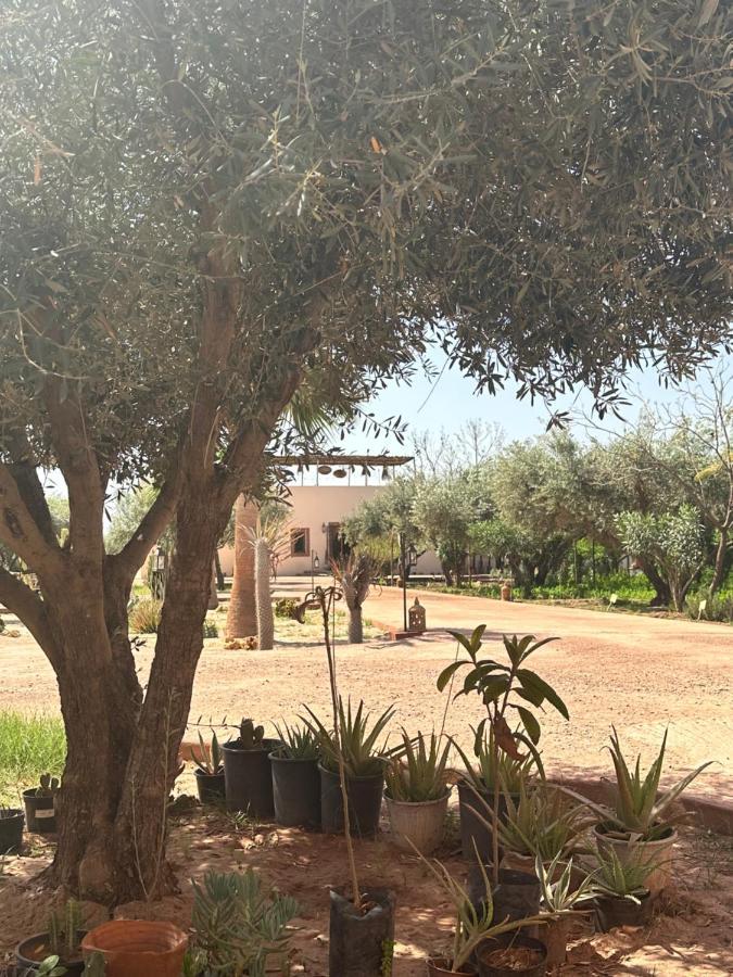 Ouled el guerne Upupa De L'Atlas מראה חיצוני תמונה